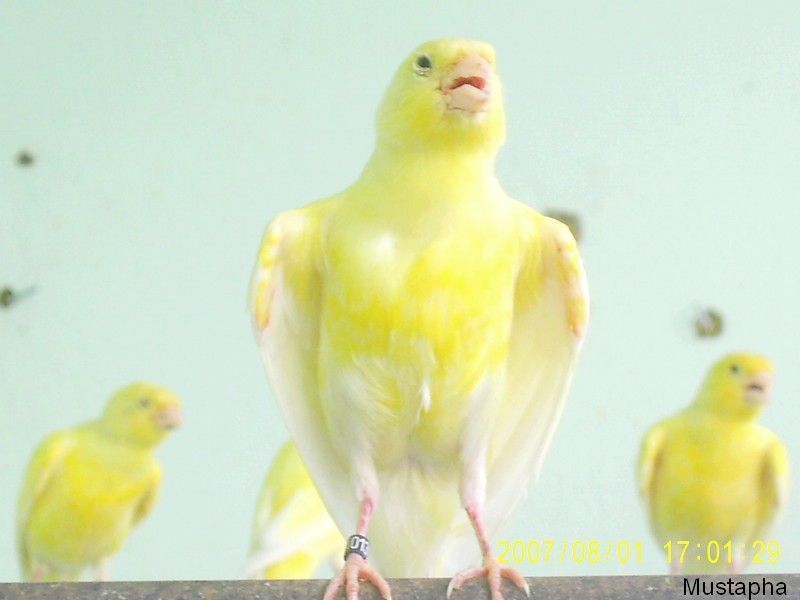 oiseaux canari oiseaux canari